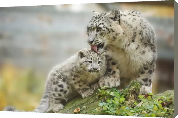 Portrait of Mother Snow Leopard (Panthera uncia) with Cub in Autumn, Germany