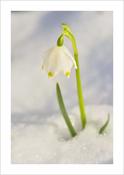 Close-up of Blooming Snowdrops with Snow in Spring, Spessart, Bavaria, Germany