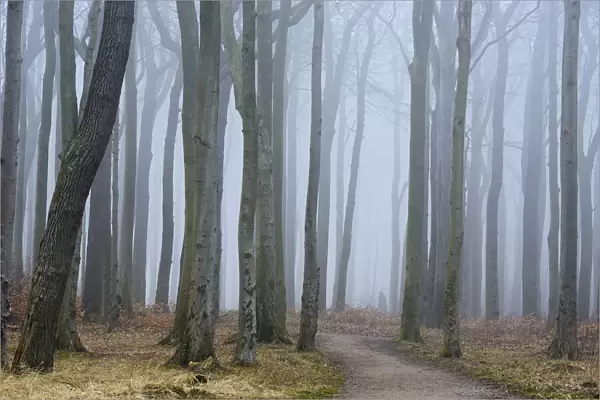 Coastal Beech Forest with Path and Fog, Gespensterwald, Nienhagen, Bad Doberan, Western Pomerania, Germany
