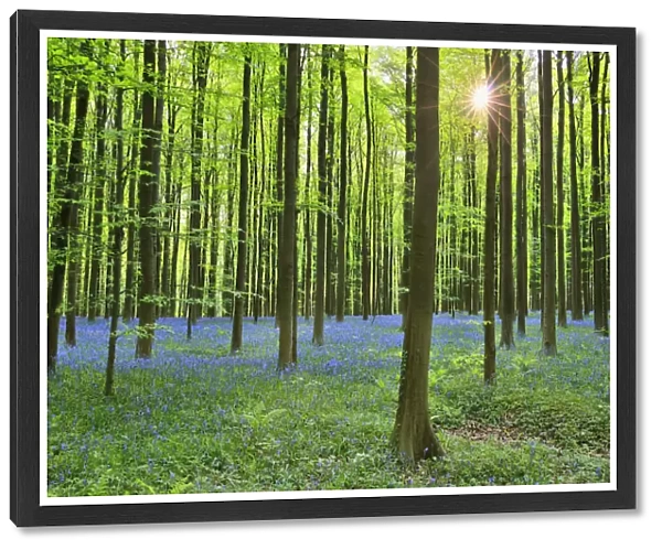 Sun through Beech Forest with Bluebells in Spring, Hallerbos, Halle, Flemish Brabant, Vlaams Gewest, Belgium