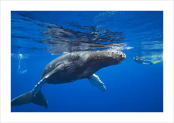 Humpback whale and snorkeler, Hawaii, USA