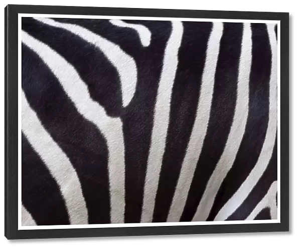 Close-up of Skin of Zebra