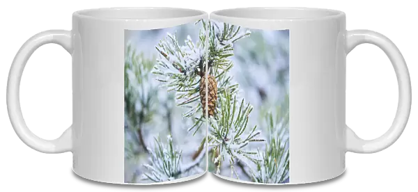 Snowy Scots pine cone on a branch, Mount Vapec, Carpathians, Slovakia