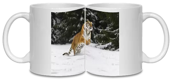 Siberian tiger running in snow