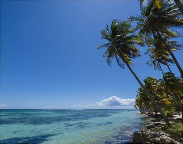 Caribbean Sea and palm trees, Plage de la Caravelle, Sainte-Anne, Guadeloupe, French West Indies