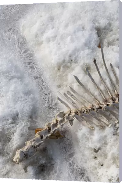 Seal skeleton in the melting snow in Spring, Kotzebue Sound, Northwestern Alaska, Alaska, USA