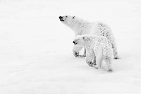 Polar bear mother and cub walking on pack ice, Northeast Svalbard Nature Preserve, Svalbard, Norway
