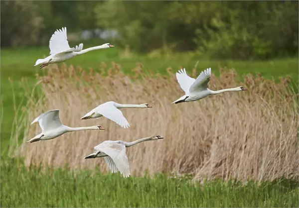 Mute swans in flight. Bavarian Forest, Bavaria, Germany