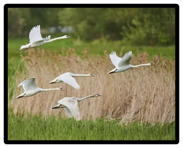 Mute swans in flight. Bavarian Forest, Bavaria, Germany