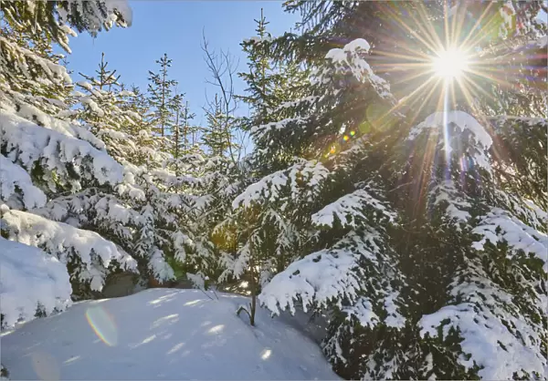 Frozen Norway spruce on Mount Lusen, Bavarian Forest, Germany