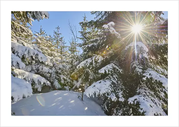Frozen Norway spruce on Mount Lusen, Bavarian Forest, Germany