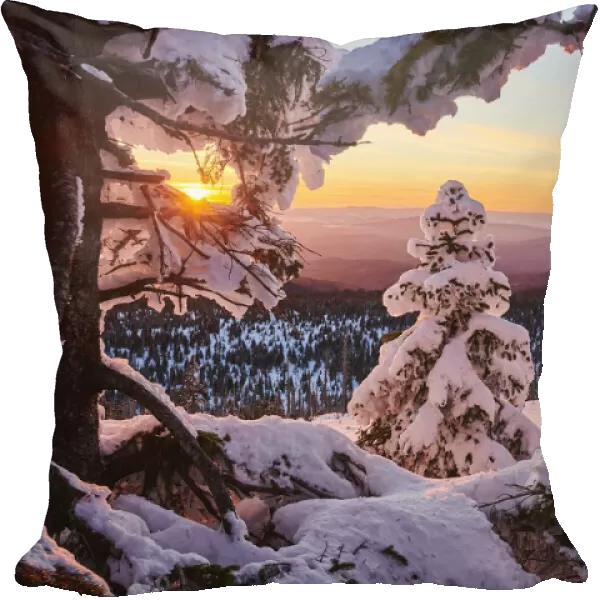 Frozen Norway spruce on Mount Lusen at sunset, Bavarian Forest, Germany