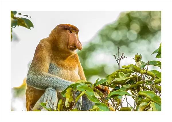 A proboscis monkey, Nasalis larvatus, in a tree top