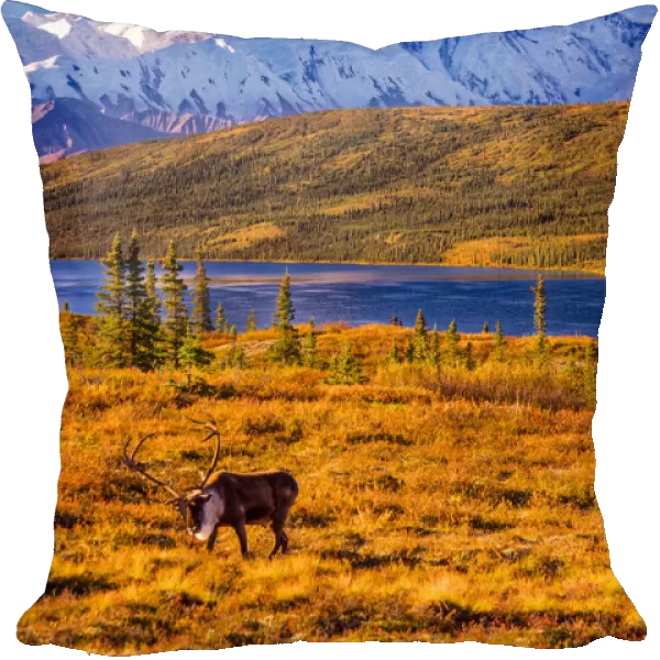 Caribou, Mount McKinley and Wonder Lake, Denali National Park and Preserve, Alaska, USA
