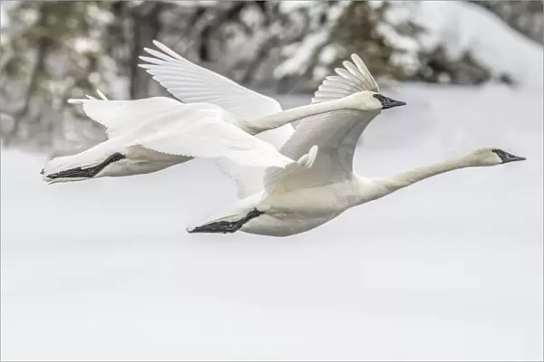 Trumpeter swans in flight, Yellowstone National Park, USA