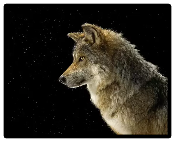 Portrait of a Mexican gray wolf