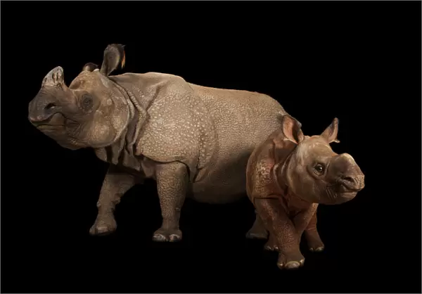 Endangered Indian rhinoceros female with calf portrait