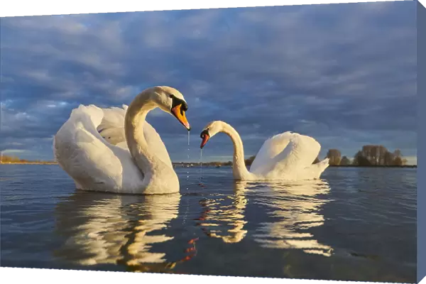 Mute swans swimming together