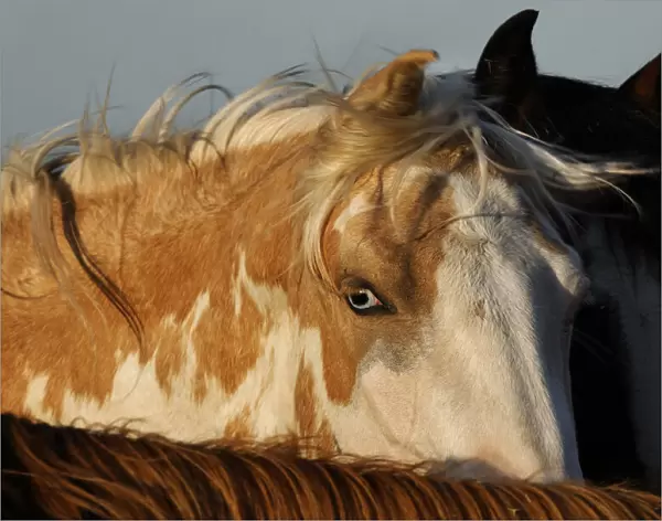 Wild mustang with blue eyes and piebald colouring