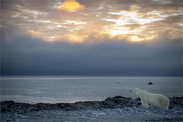 Polar bear stands on shoreline at dawn