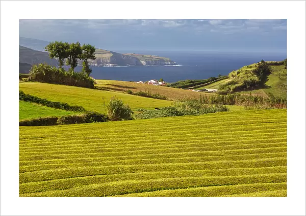 Tea plants cover the fields at the famous Gorreana Tea Factory, Sao Miguel Island, Azores