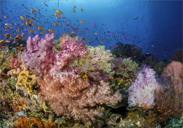 Abundance of schooling fish on colourful coral reef in Fiji