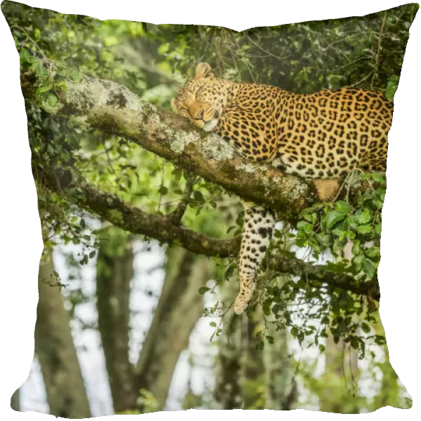 Leopard sleeping on tree branch with leg dangling down in Kenya