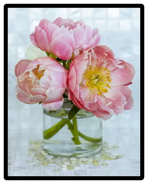 Close-up bouquet of three pink peonies in a glass vase in Surrey, B. C. Canada