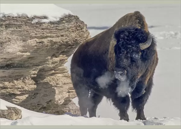American bison bull warming in sun exhaling breath in winter, Soda Butte Cone, YNP, Wyoming, USA