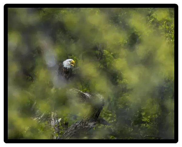 View through leaves of a bald eagle calling, Minnesota, USA