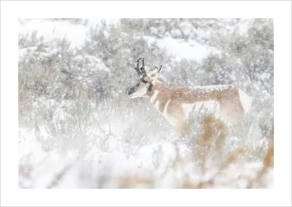Pronghorn antelope in a snowy field of sagebrush, USA