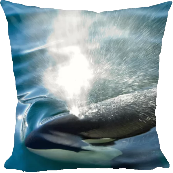 A killer whale shoots water out of its blowhole