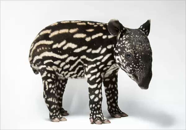 Young Malayan tapir portrait