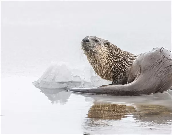Portrait of a northern river otter looking up from the icy water, YNP, USA