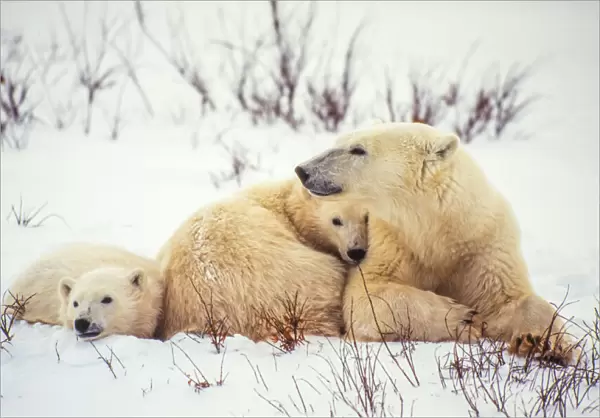 Polar Bear family along Hudson Bay, Manitoba, Canada