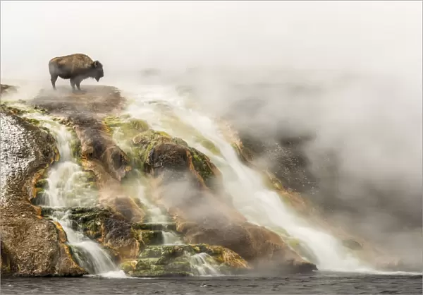 American bison on top of a cliff along Firehole River at Midway Geyser Basin, YNP, Wyoming, USA