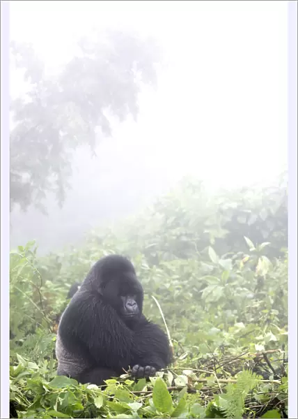 Portrait of eastern gorilla sitting on the leafy forest floor in the misty jungle, Rwanda, Africa