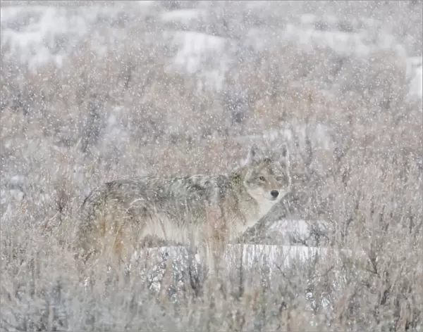 Coyote standing in a field brush looking at camera through the falling snow, YNP, USA