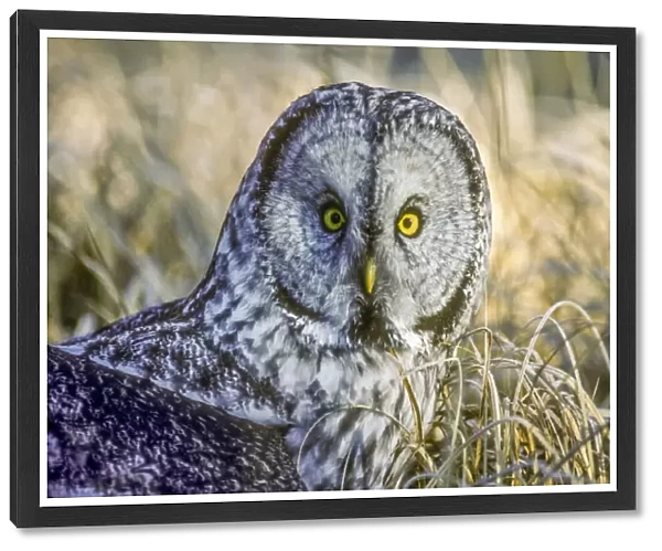 Great gray owl sitting in dry grass, Yellowstone National Park, USA