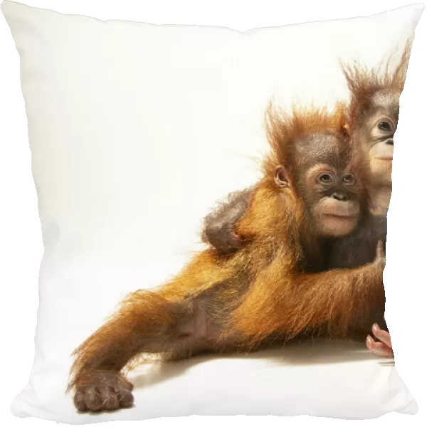 Portrait of two young Sumatran orangutans