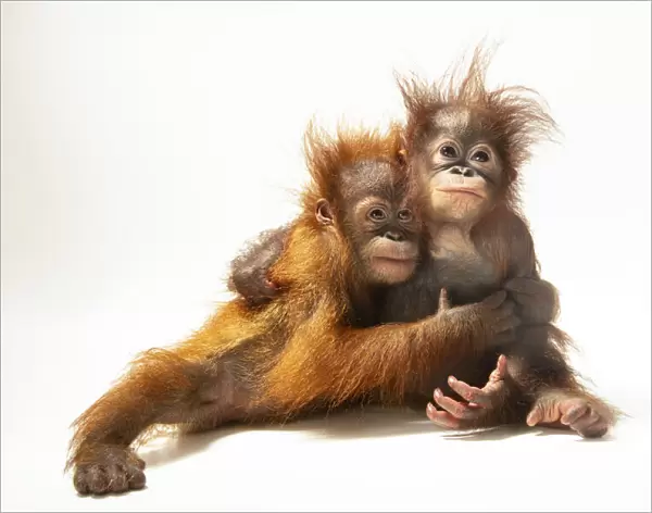Portrait of two young Sumatran orangutans