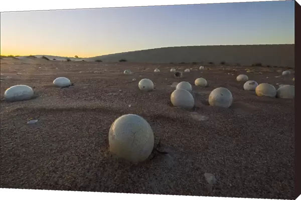 Abandoned Ostrich Eggs In The Desert, Namaqualand National Park; South Africa