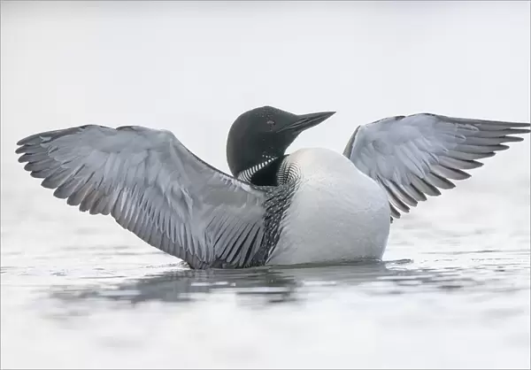 Common Loon (Gavia immer) in breeding plumage swimming in a small lake; Whitehorse, Yukon, Canada