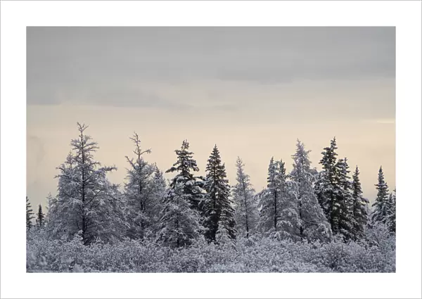 Snow-covered trees on a cold morning, near Churchill, Manitoba; Churchill, Manitoba, Canada