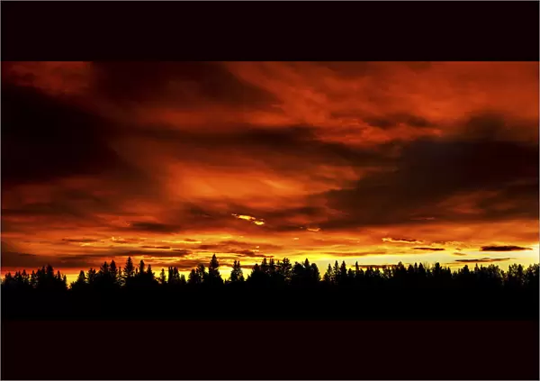 Dramatic colourful sky with a row silhouetted trees in the foreground; Calgary, Alberta, Canada