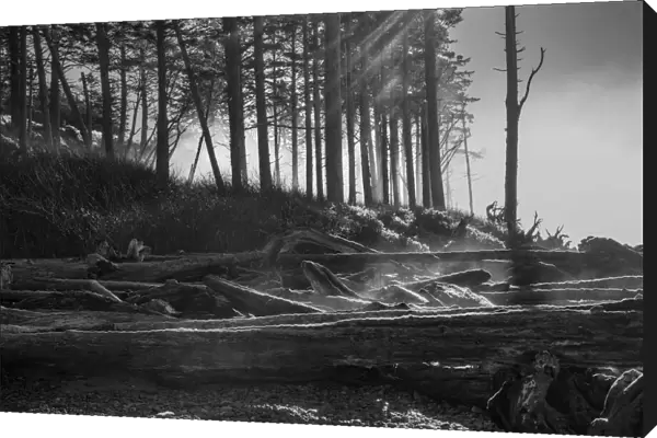 Black and white image of the sun shining through morning fog and heating the morning dew, Olympic National Park on the Washington Coast; Kalaloch, Washington, United States of America