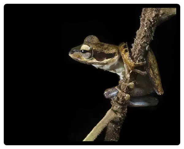 Frog on a branch in Gunung Mulu National Park; Sarawak, Borneo, Malaysia