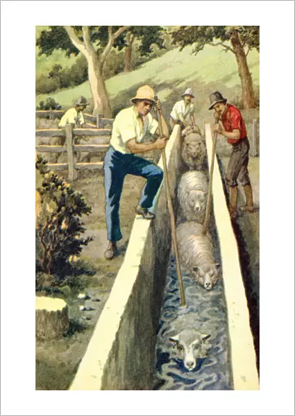 Plunge dipping sheep in New Zealand. Sheep dipping is the immersion of the animals in water containing insecticides and fungicide. From a contemporary print, c. 1935
