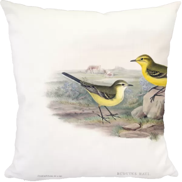 Yellow Wagtail. Budytes Rayi. Most likely Western Yellow Wagtail. Motacilla flava. After a work by English ornitholgist and bird artist John Gould, 1804 - 1881. From his book The Birds of Great Britain, published 1873