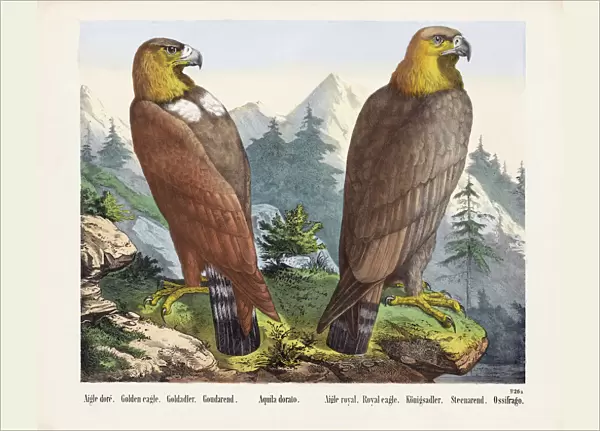 Two Golden Eagles. After a 19th century print